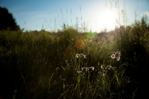 Blade Of Grass, Daisy, Flowers, Landscape