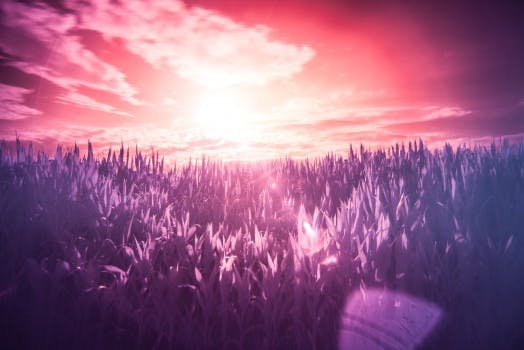 Dream, Filter, Infrared, Meadow