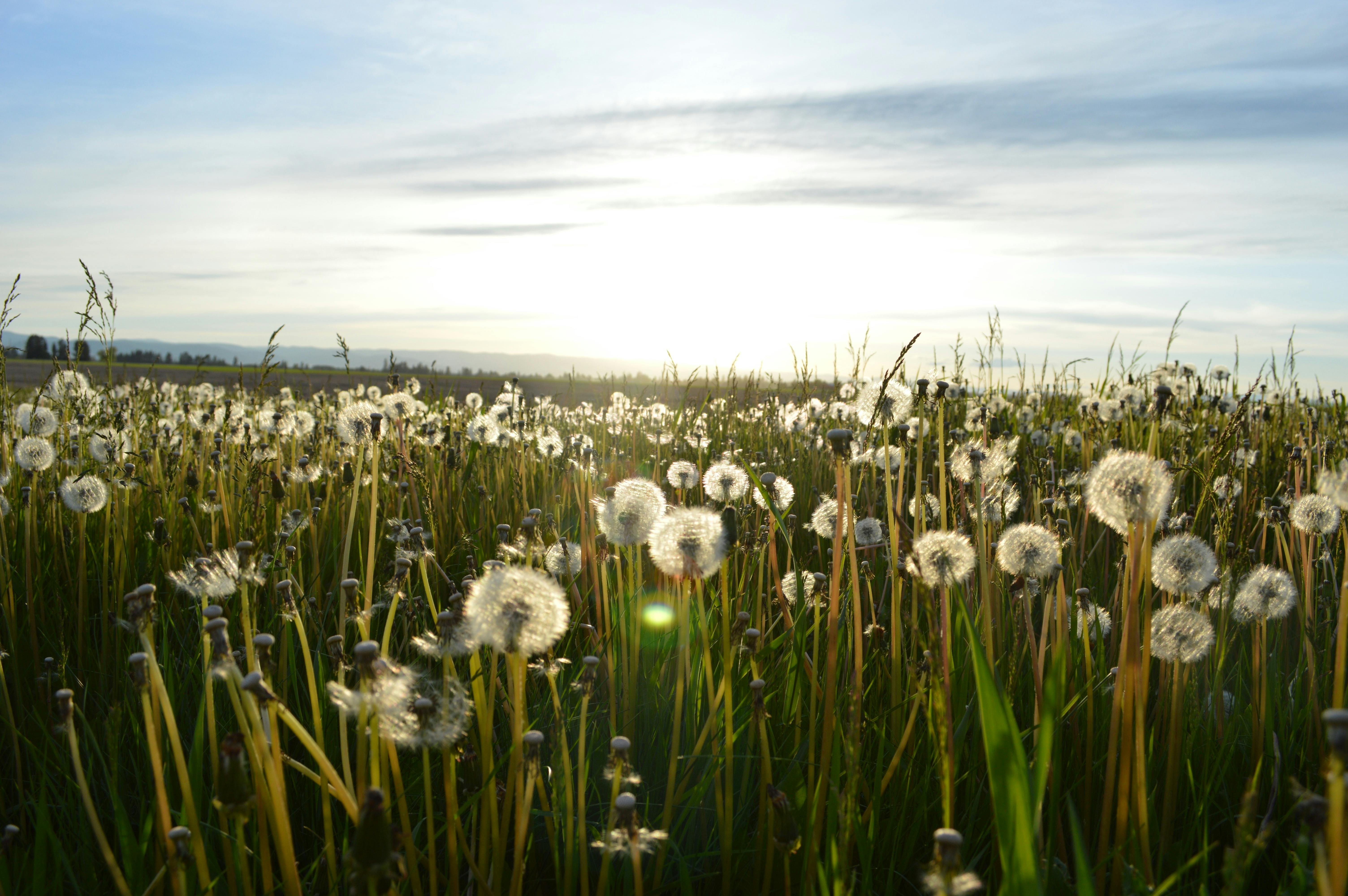 Dandelion Meadow Spring · Free Photo