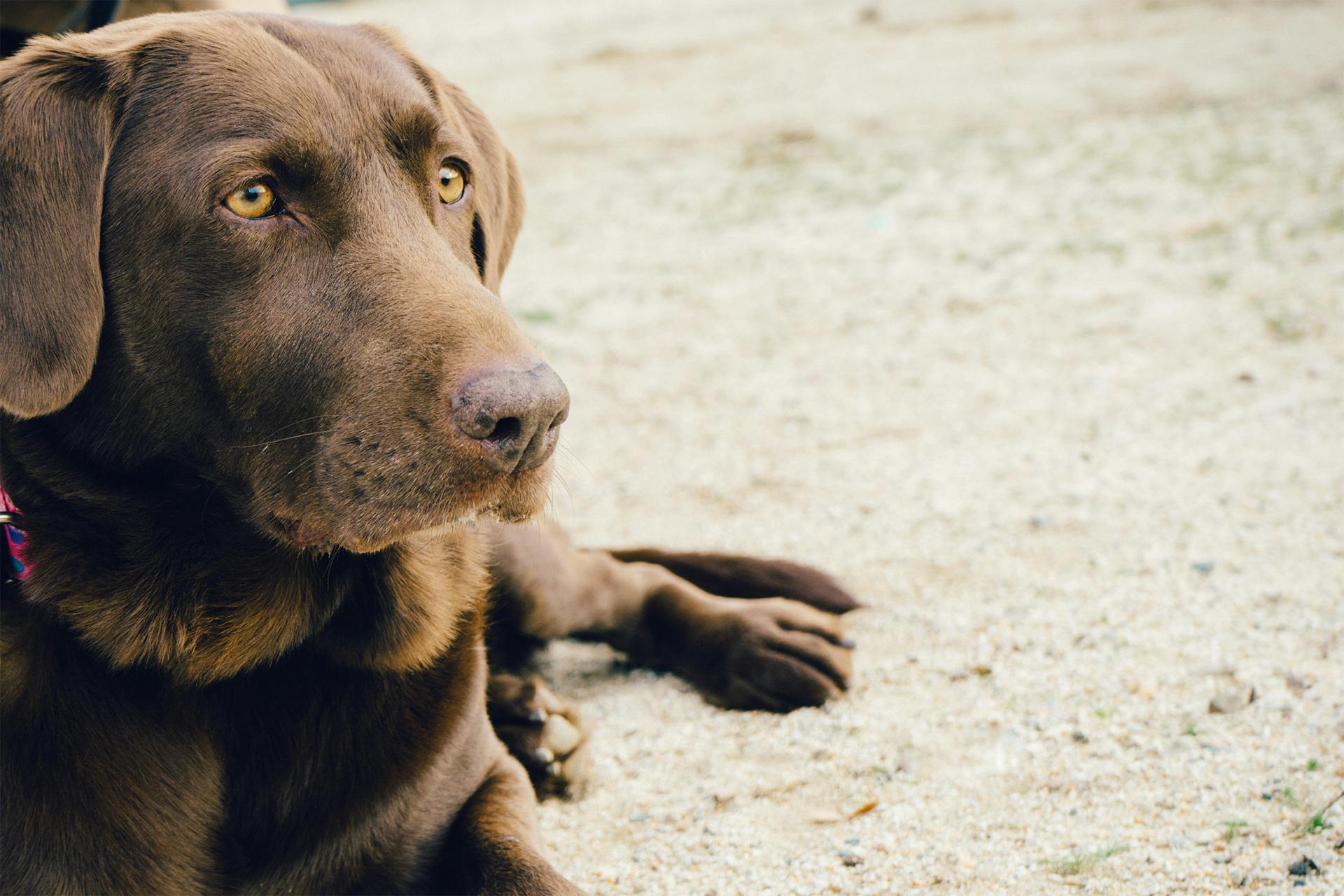 Animal Brown Dog Labrador Pet · Free Photo