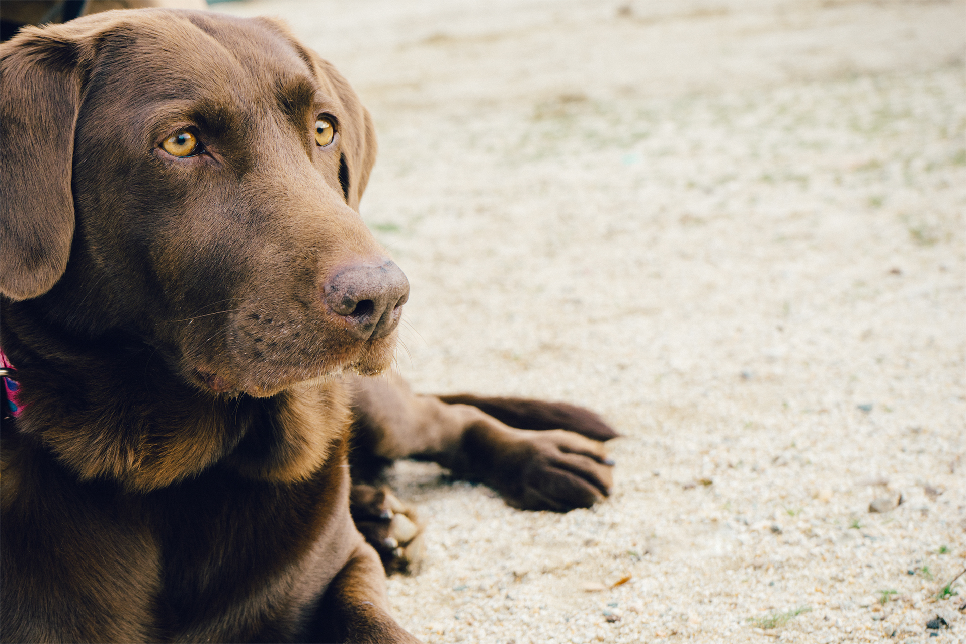 Animal Brown Dog Labrador Pet \u00b7 Free Photo