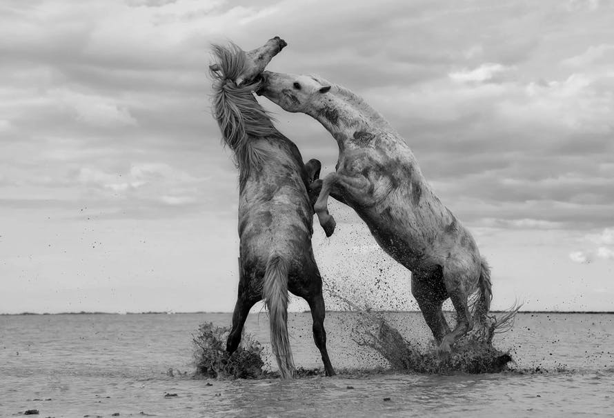 2 Horse Fighting on Shallow Water Grayscale Photo