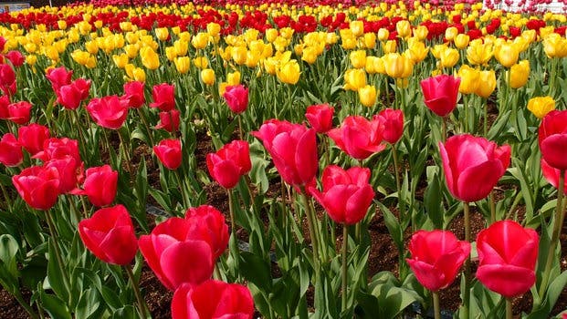 Red Petaled Flower