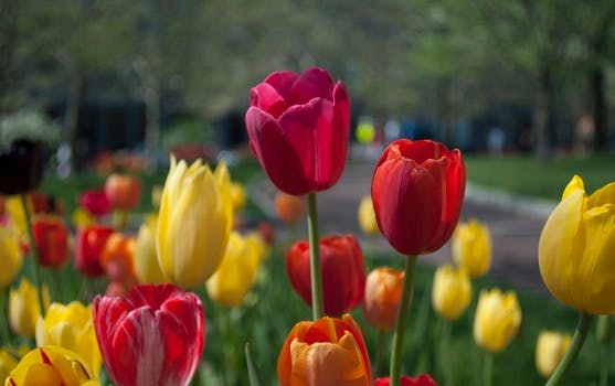 Free stock photo of flowers, flora, floral, tulips