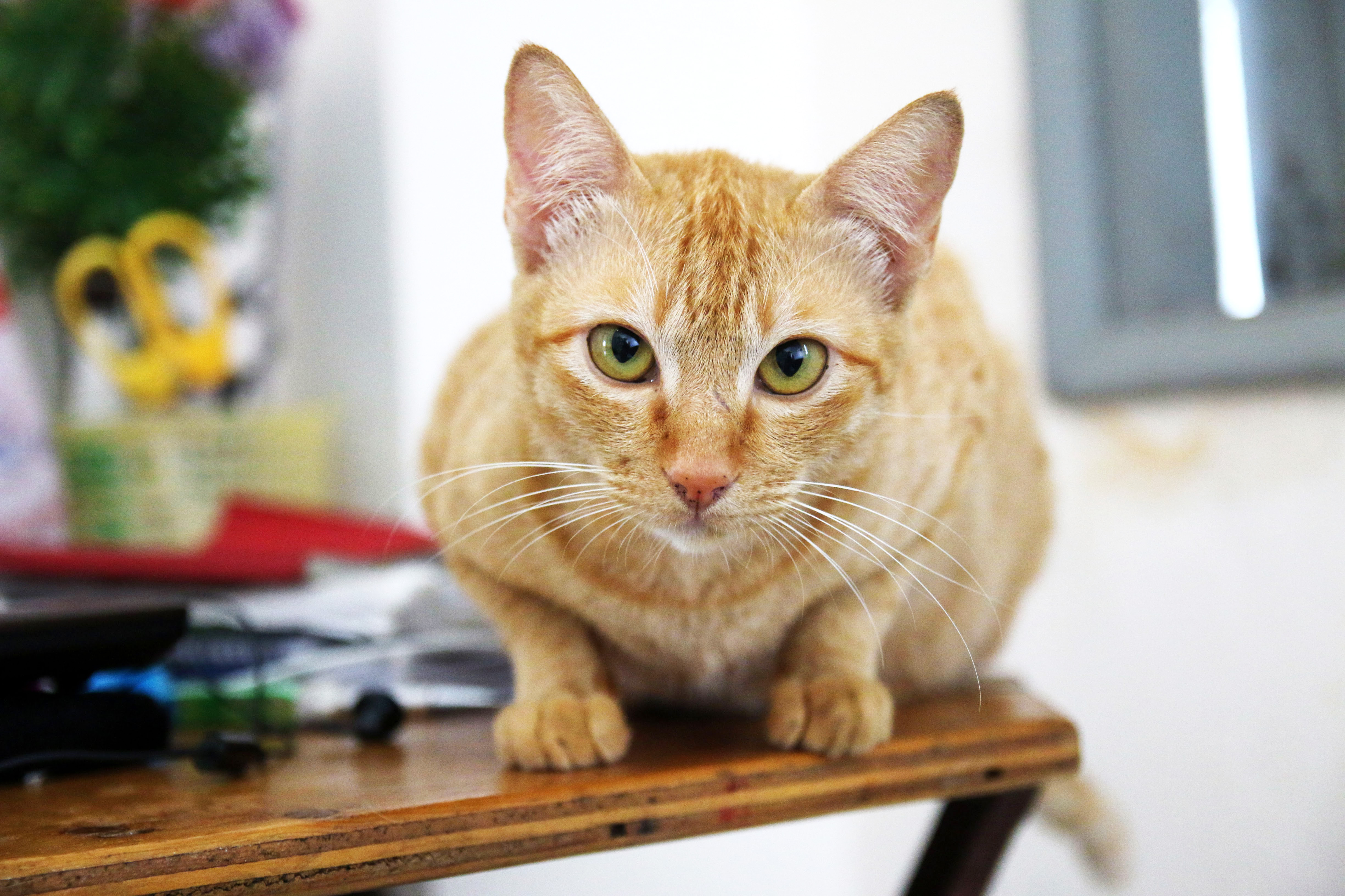 Yellow Cat on Table · Free Stock Photo