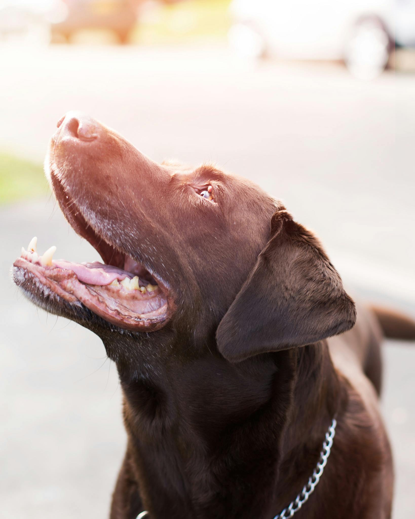 Chocolate Labrador Retriever With Stainless Steel Chain Collar · Free ...