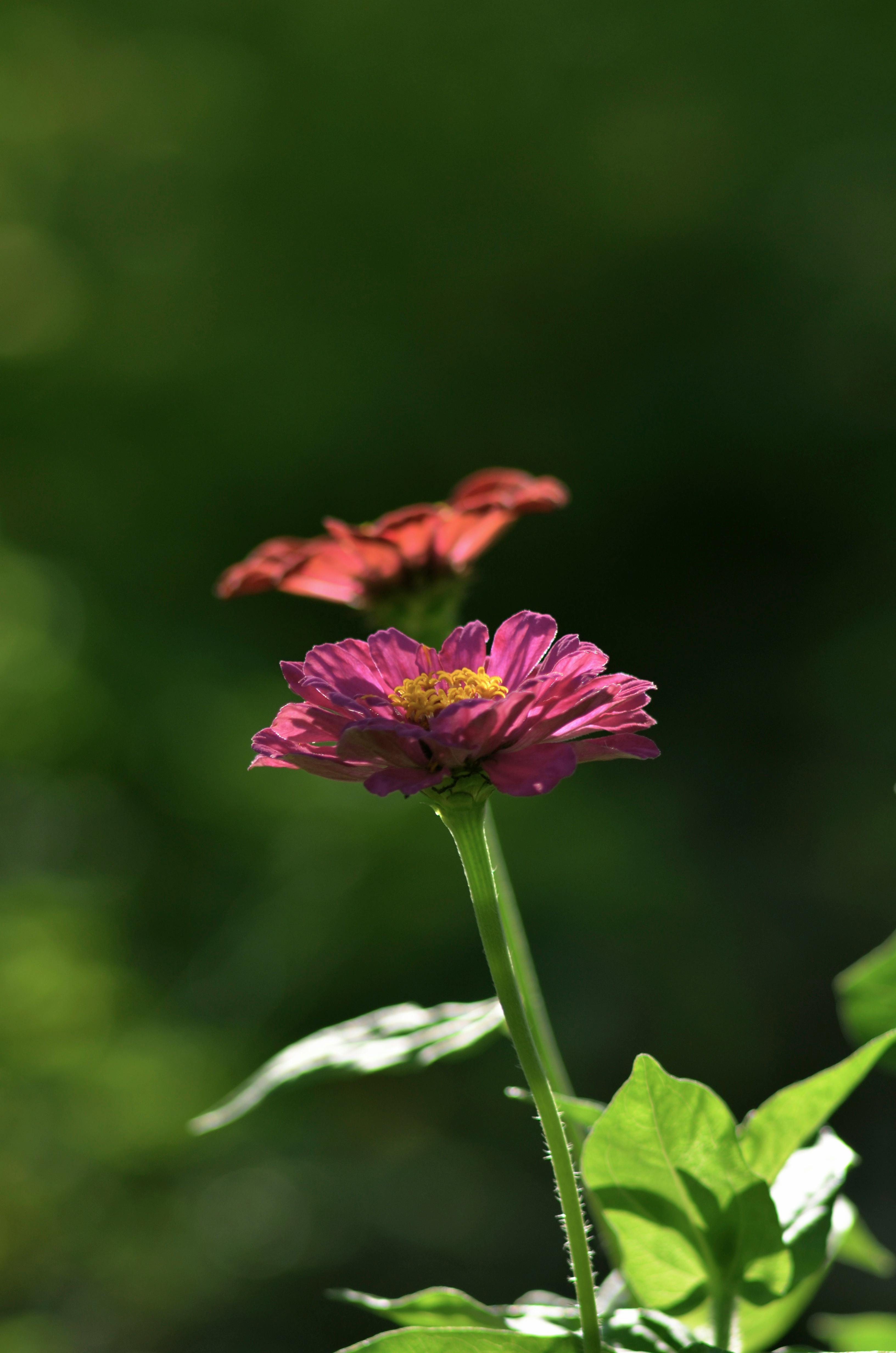 Close Up Photography of Purple Petaled Flower Near Orange Petaled ...