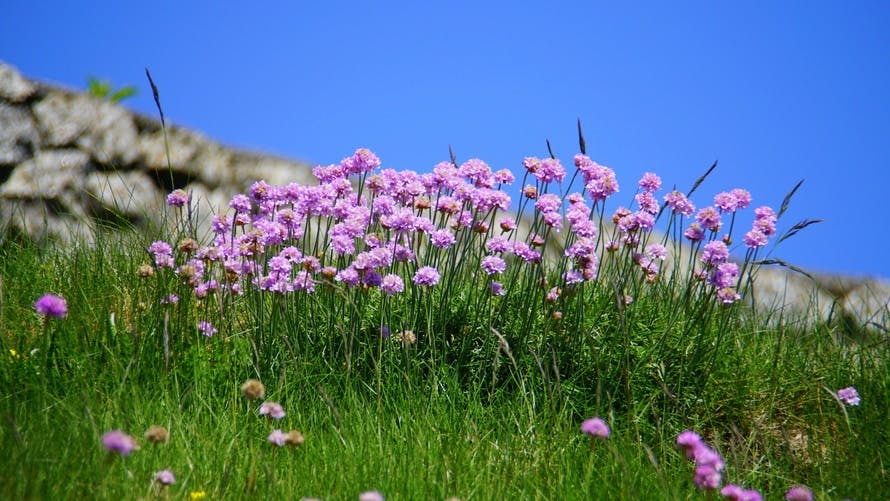 Purple Flower during Daytime