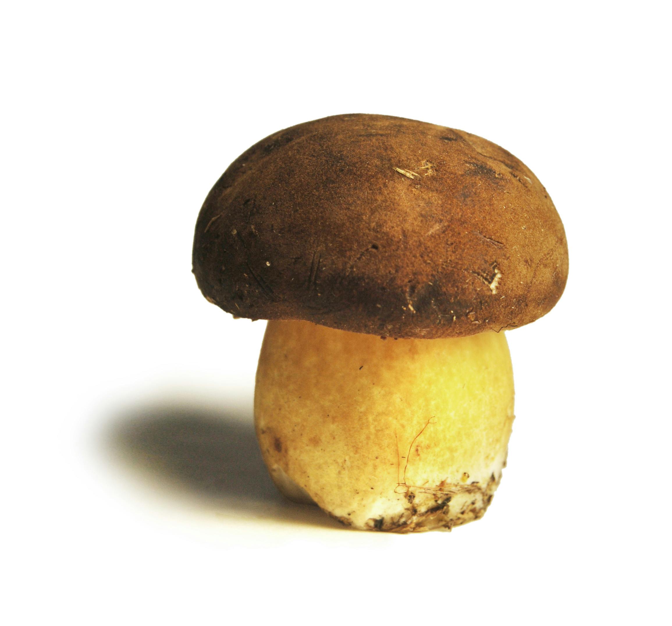 Brown Mushroom · Free Stock Photo