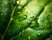 Macro Photography of Green Leaf Plant · Free Stock Photo
