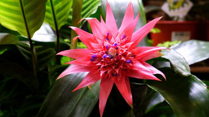 Free stock photo of blossom, botanical, colourful