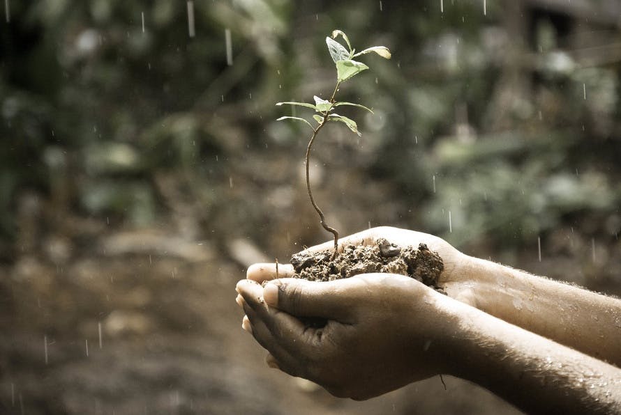 Person Handing Green Plant