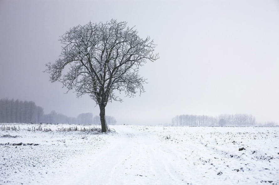 This picture features a tree in a beautiful winter setting. The single snow covered tree stands in the middle of a wide and open snow covered field. In the background behind some fog a little forest and trees are visible.