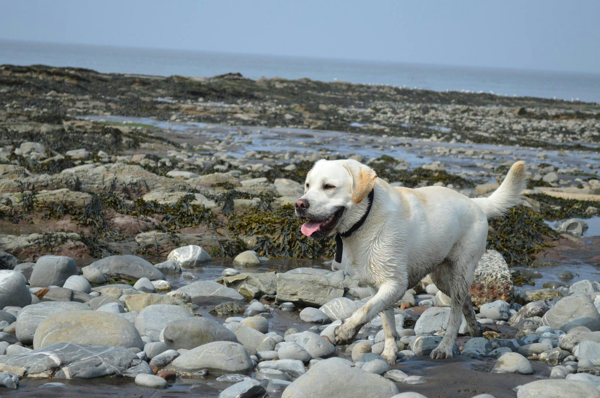 9 Things Your Labrador Wants to Tell You - SonderLives