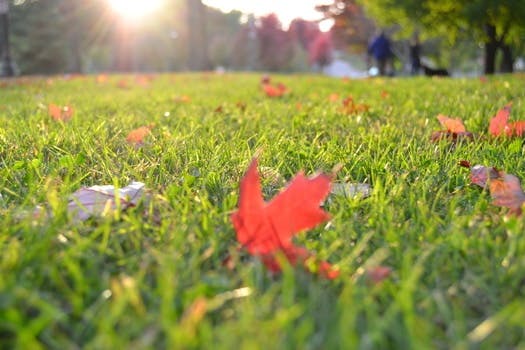 Free stock photo of grass, lawn, meadow, leaves