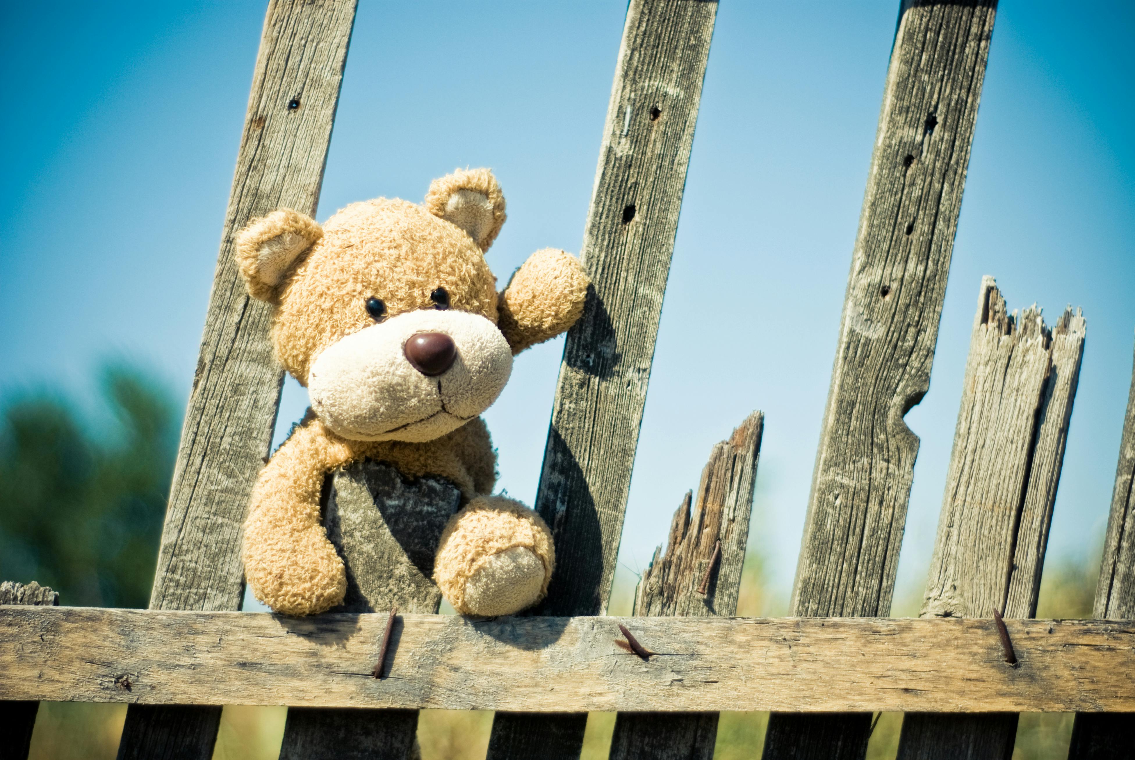 white and brown teddy bear