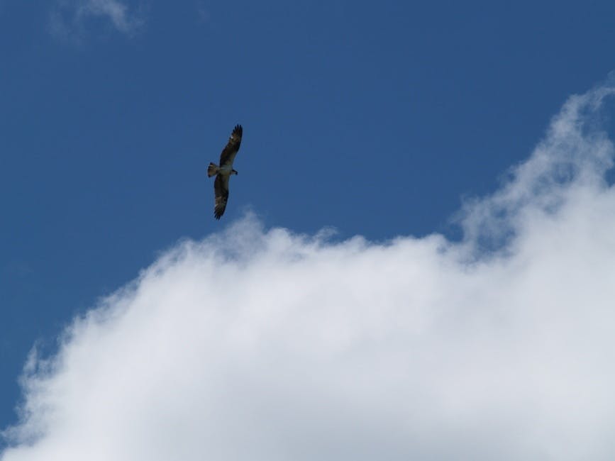 Free stock photo of birds, flying, osprey