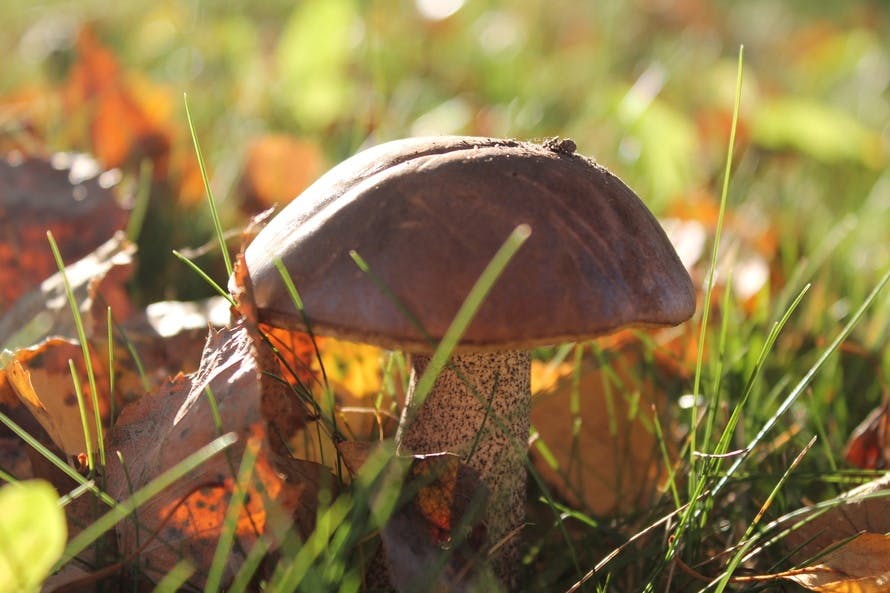 Free stock photo of brown mushrooms, fall leaves, spring