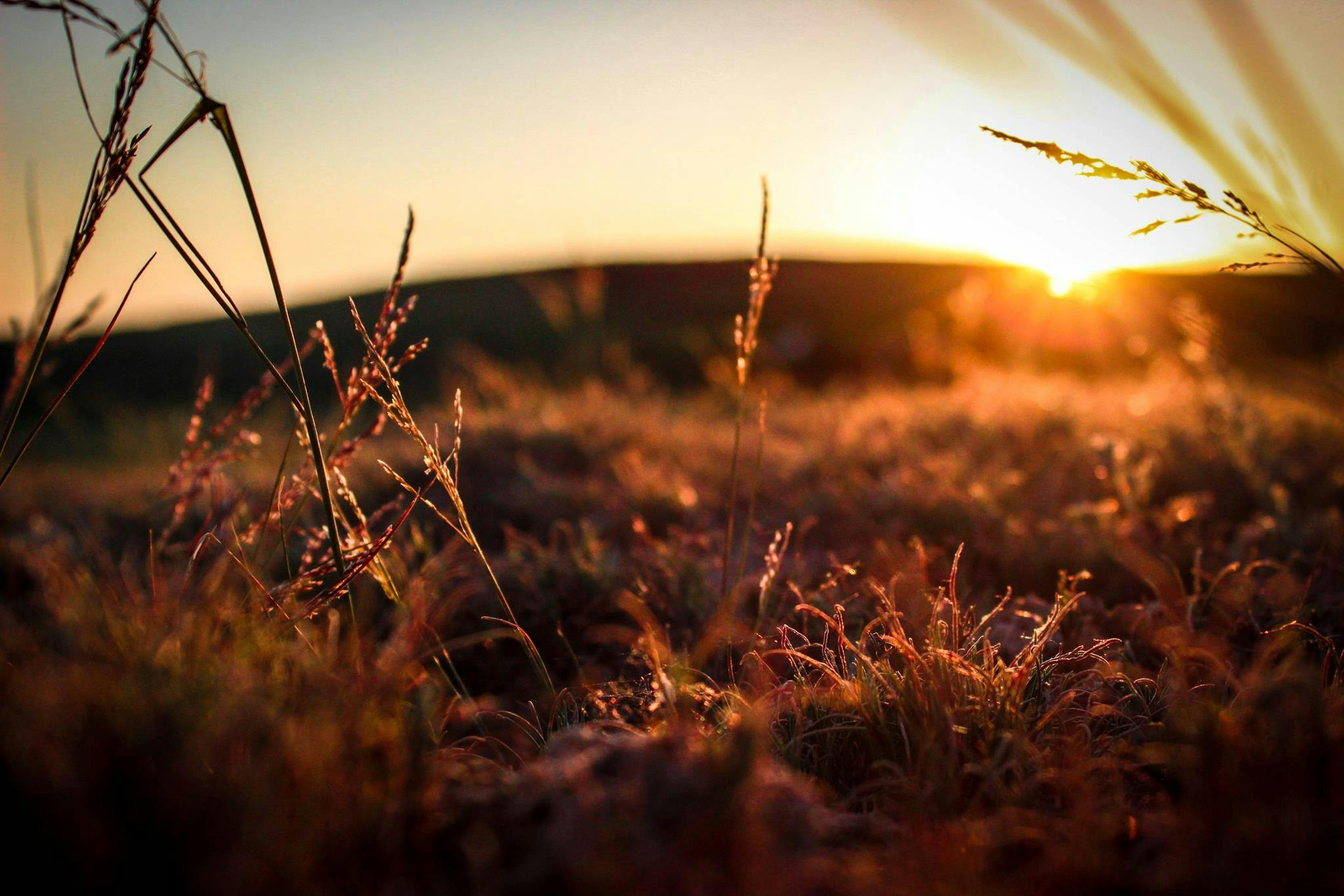 Free stock photo of field, grass, sunrise