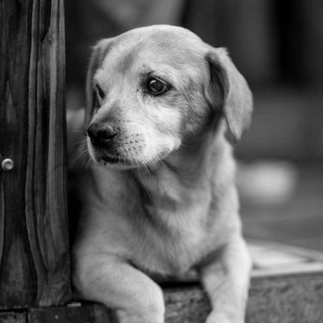 animal, animal photography, black-and-white