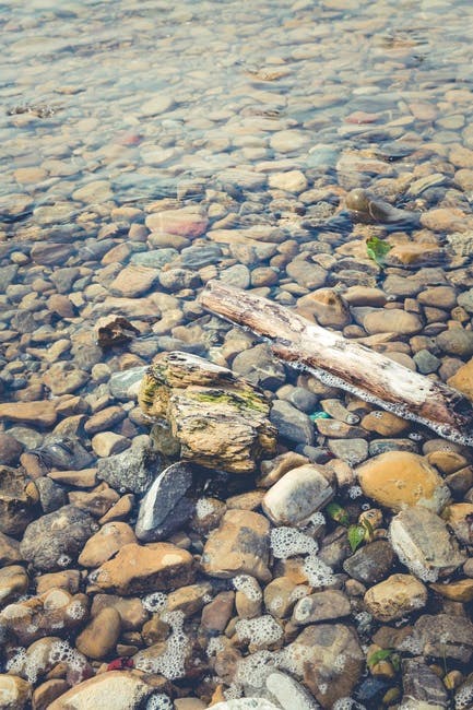 Free stock photo of driftwood, river, river gravel