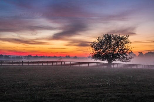 HD wallpaper of sunset, fog, meadow, foggy