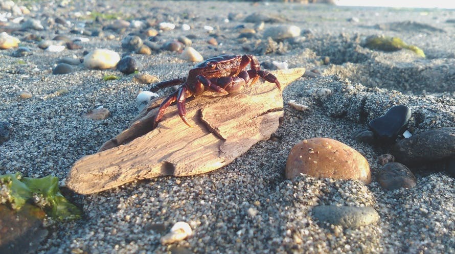 Red Crab on Brown Driftwood on Beach during Daytime