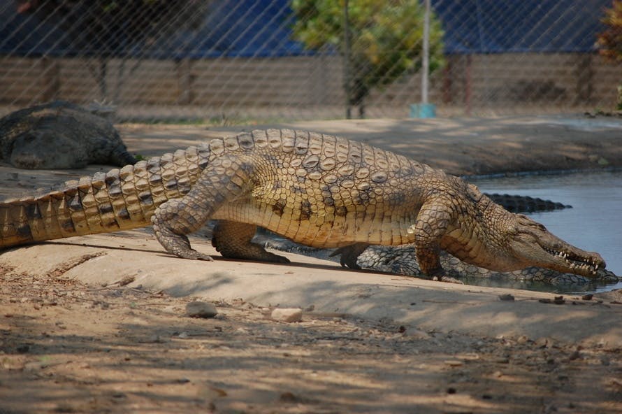 Free stock photo of animal photography, Crocodile