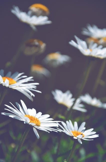 Free stock photo of daisies, daisy, flowers