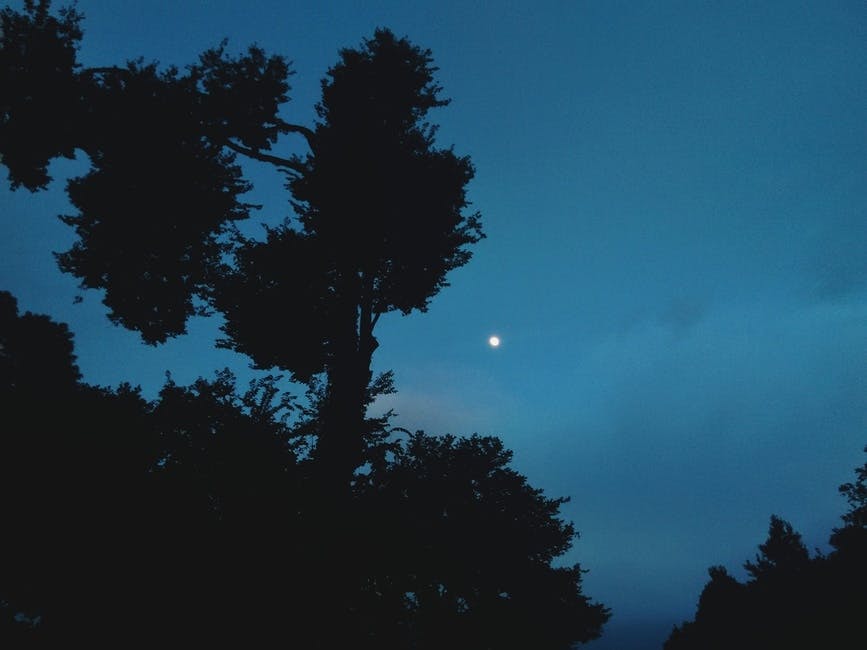 Free stock photo of moon, sky, trees