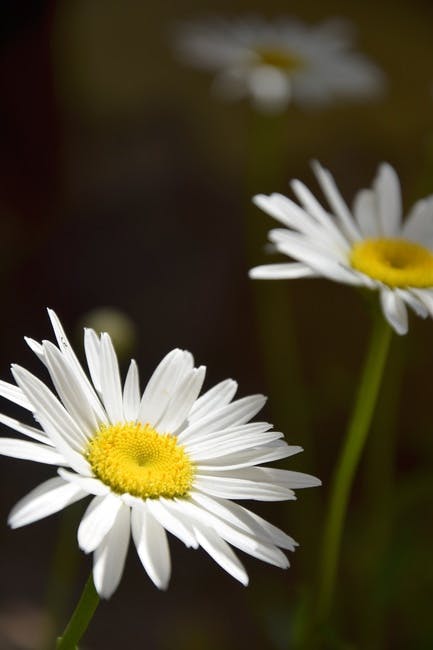 Free stock photo of bloom, blossom, daisies