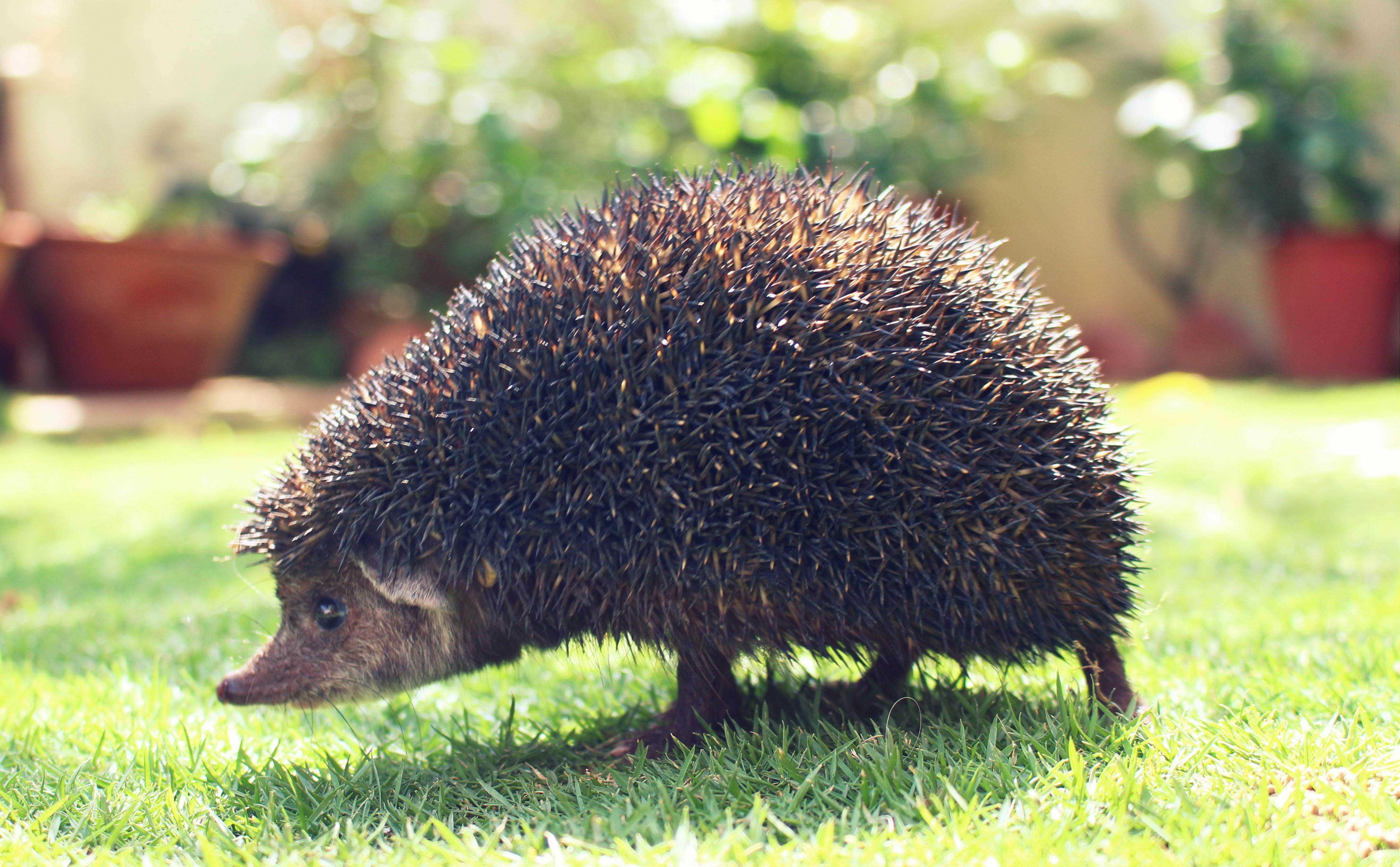 Free stock photo of animal, garden, hedgehog
