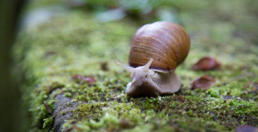 snail, shell, slug