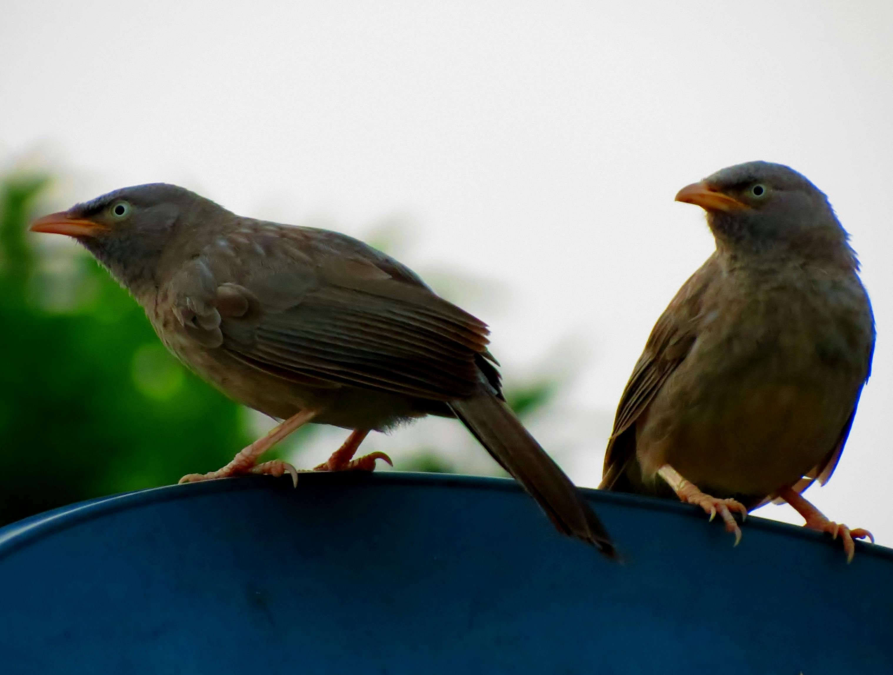 Free Stock Photo Of Babbler, Birds