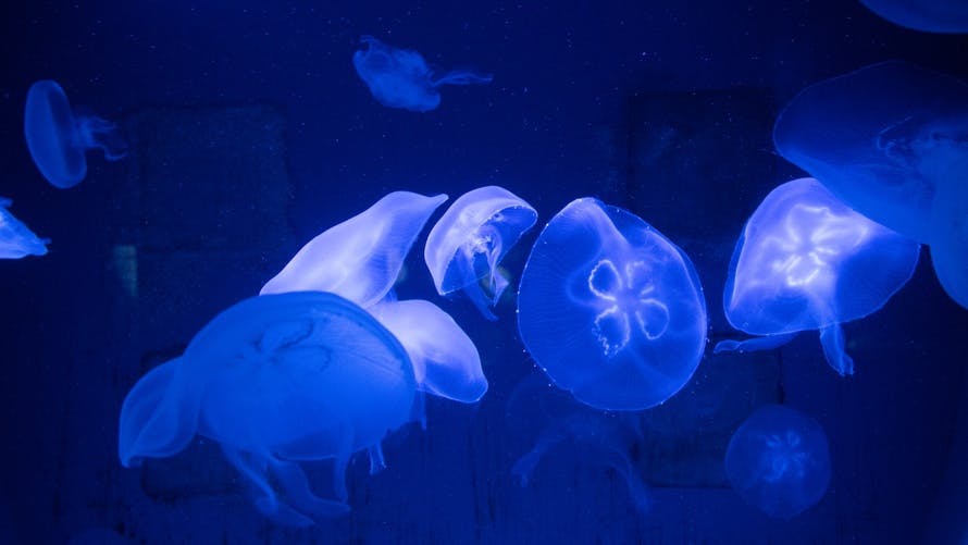 Free stock photo of blue, fish, jellyfish