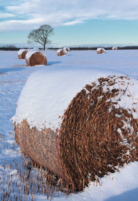 Free stock photo of field, hay, hay bale