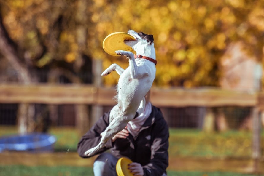 Free stock photo of dog, frisbee, happy