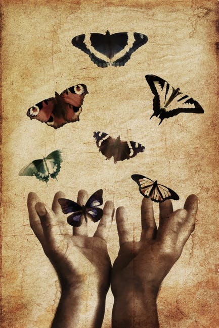 Free stock photo of art, bugs, butterflies