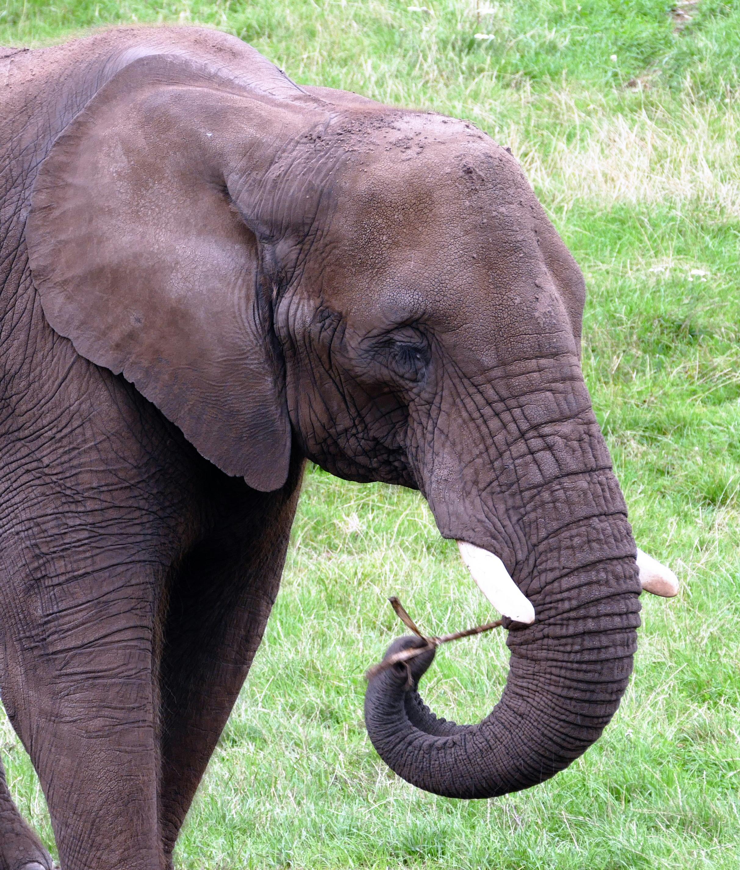 free-stock-photo-of-animal-big-ear