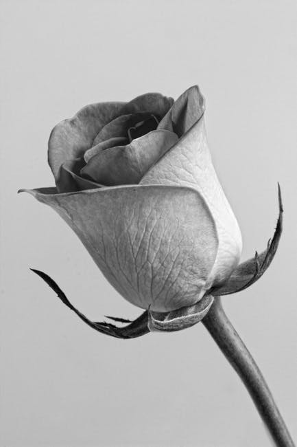 Free stock photo of black&white, black-and-white, bloom