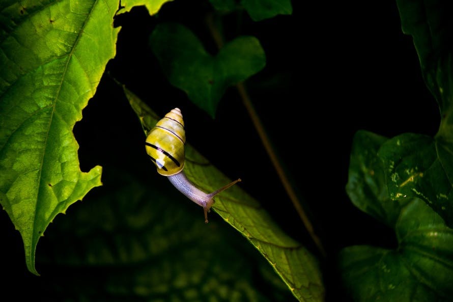 Yellow and Black Stripe Snail on Green Leaf