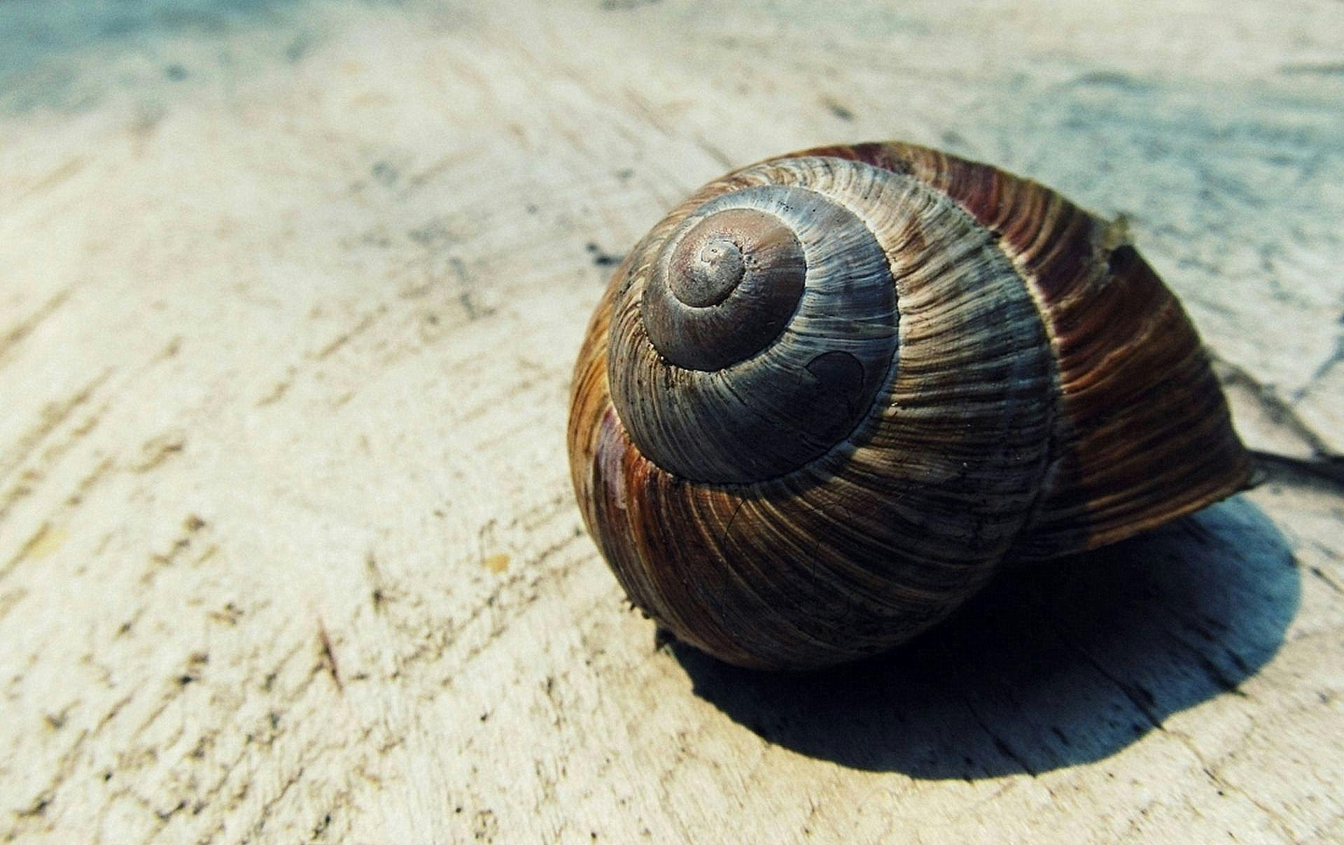 Black and Brown Snail Shell on Beige Textile · Free Stock Photo