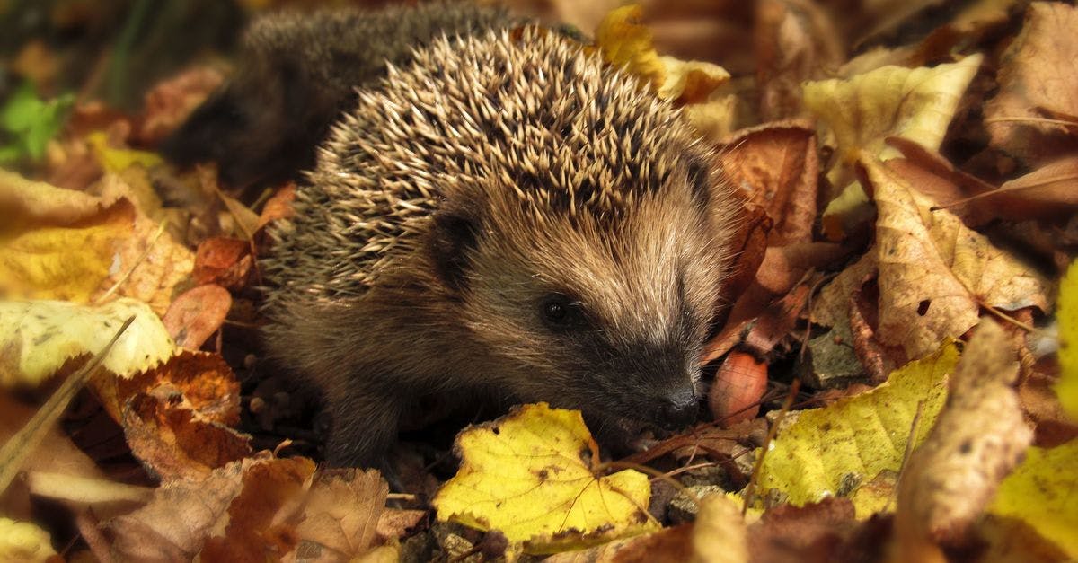 Brown and Black Hedgehog Standing on Brown Dry Leaved · Free Stock Photo