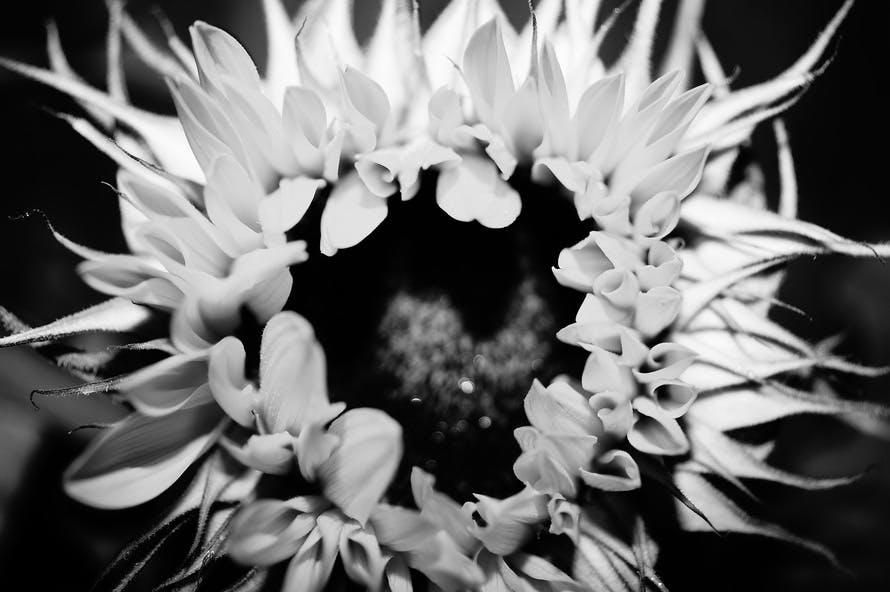 Free stock photo of black-and-white, close-up view, macro photography