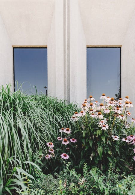 Free stock photo of architecture, building, flowers