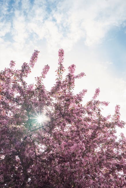 Free stock photo of bloom, blossom, branches