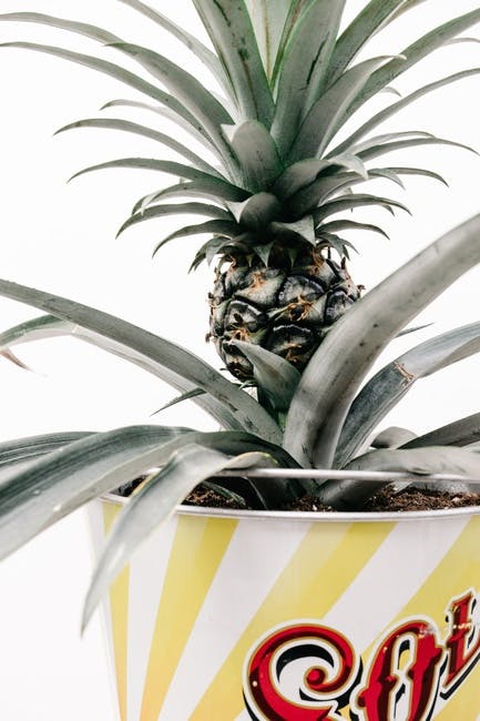 Free stock photo of fruit, growing, pineapple