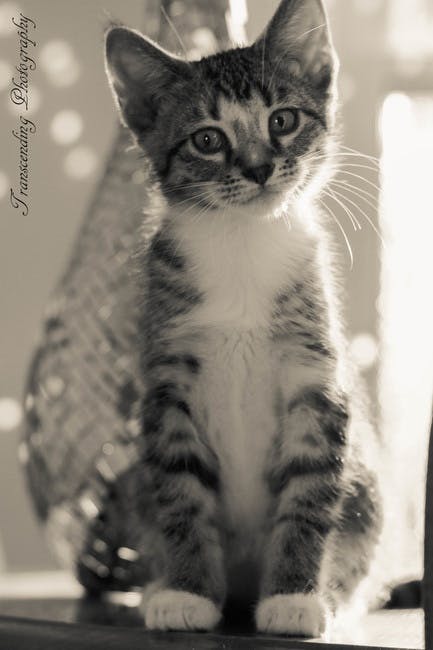 Free stock photo of black-and-white, cat, kitten
