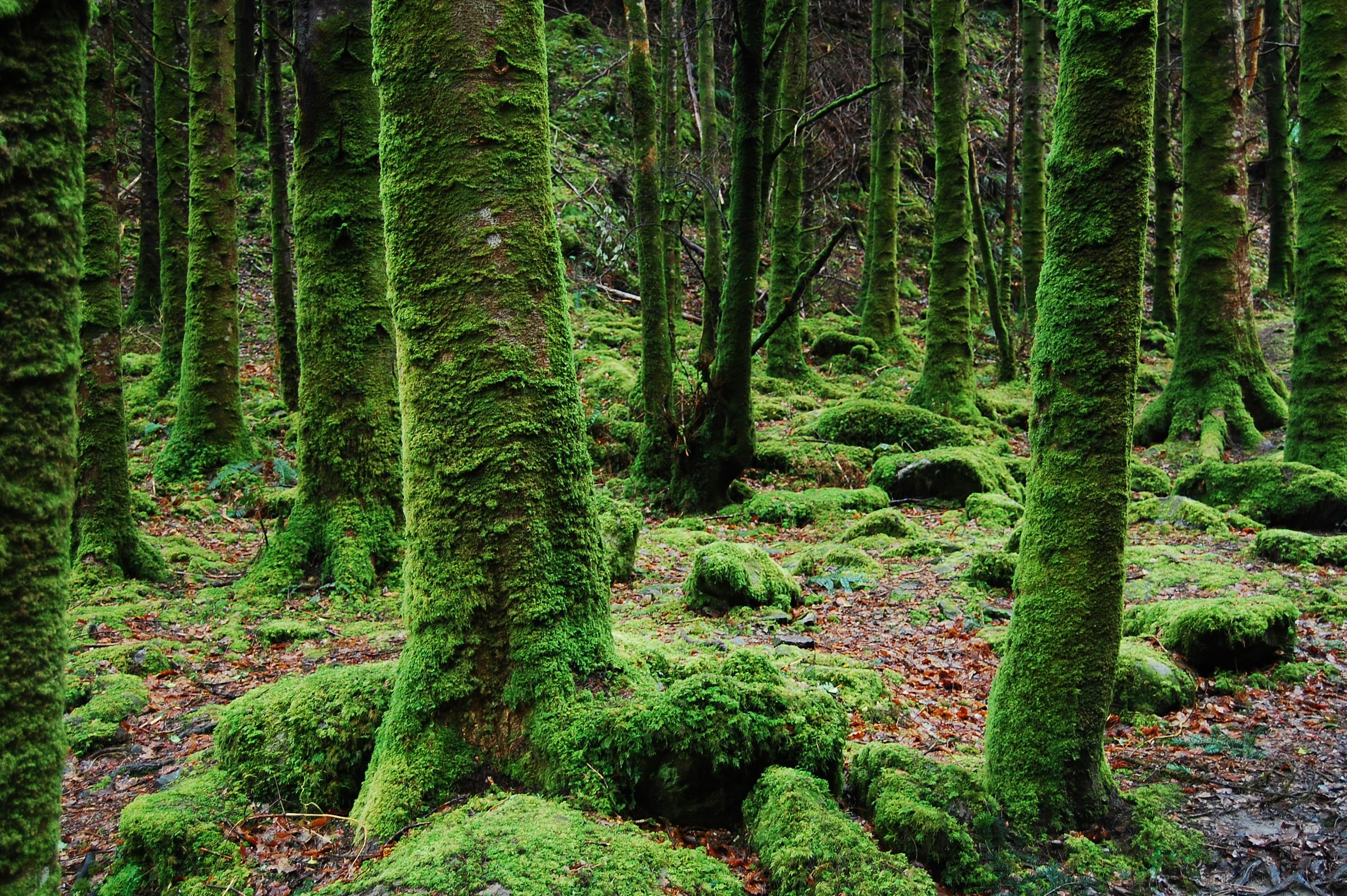 free download tree moss