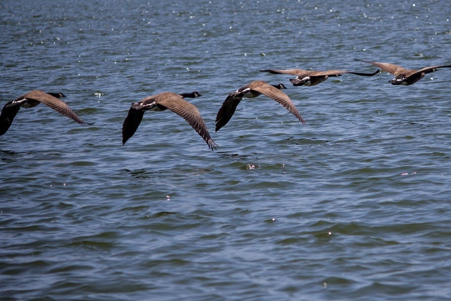 Free stock photo of flying, geese